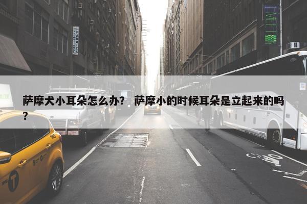 萨摩犬小耳朵怎么办？ 萨摩小的时候耳朵是立起来的吗？
