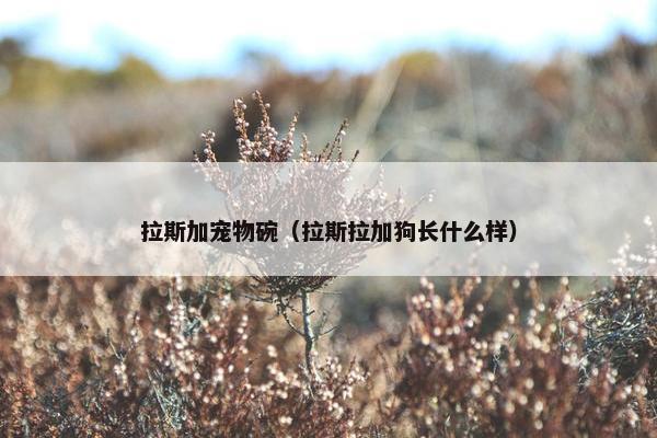 拉斯加宠物碗（拉斯拉加狗长什么样）