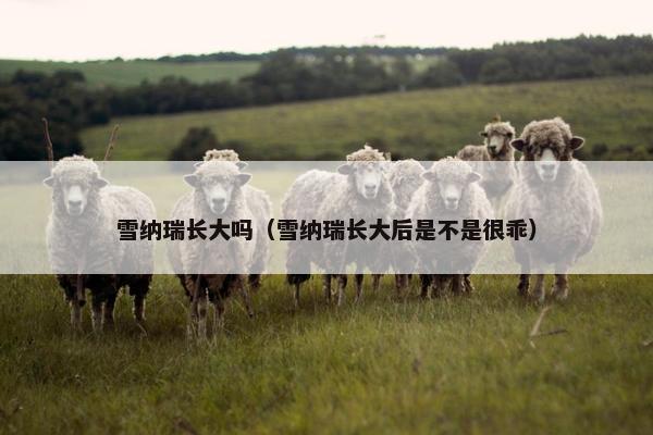 雪纳瑞长大吗（雪纳瑞长大后是不是很乖）
