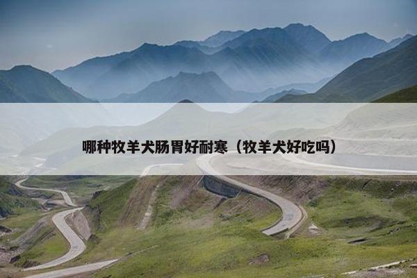 哪种牧羊犬肠胃好耐寒（牧羊犬好吃吗）