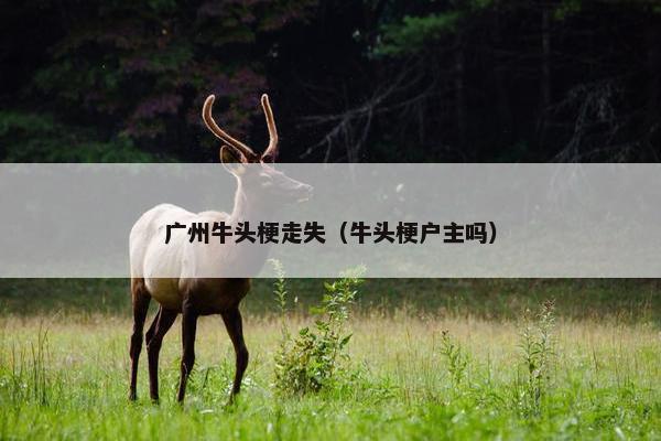 广州牛头梗走失（牛头梗户主吗）