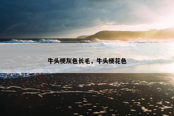 牛头梗灰色长毛，牛头梗花色
