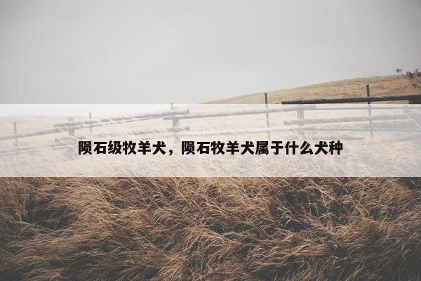 陨石级牧羊犬，陨石牧羊犬属于什么犬种