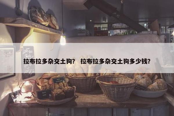 拉布拉多杂交土狗？ 拉布拉多杂交土狗多少钱？