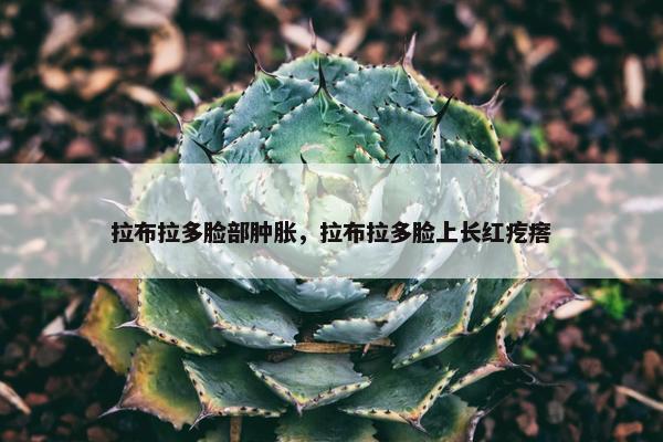 拉布拉多脸部肿胀，拉布拉多脸上长红疙瘩