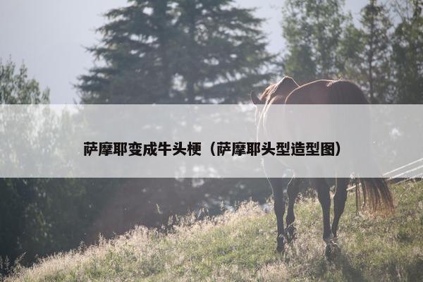 萨摩耶变成牛头梗（萨摩耶头型造型图）