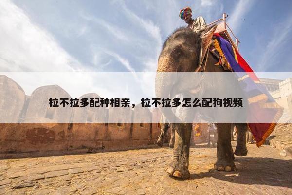 拉不拉多配种相亲，拉不拉多怎么配狗视频