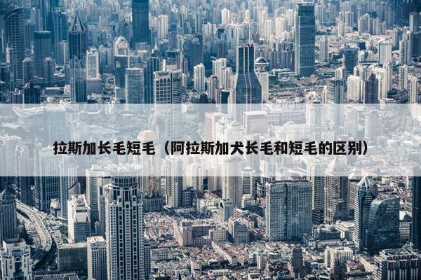 拉斯加长毛短毛（阿拉斯加犬长毛和短毛的区别）