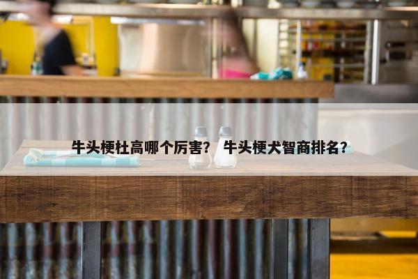 牛头梗杜高哪个厉害？ 牛头梗犬智商排名？