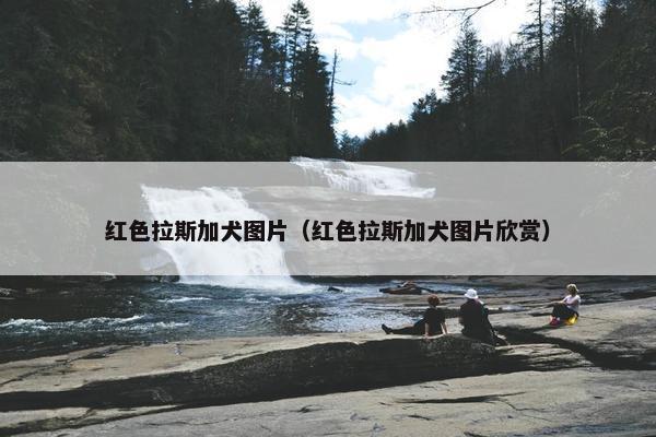 红色拉斯加犬图片（红色拉斯加犬图片欣赏）