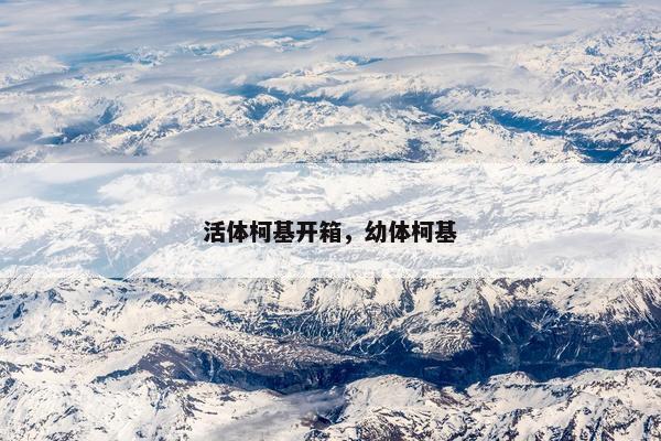 活体柯基开箱，幼体柯基
