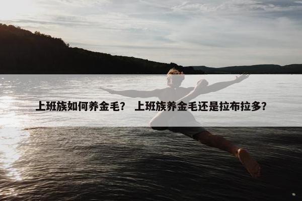 上班族如何养金毛？ 上班族养金毛还是拉布拉多？