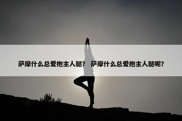 萨摩什么总爱抱主人腿？ 萨摩什么总爱抱主人腿呢？