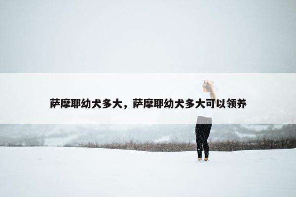 萨摩耶幼犬多大，萨摩耶幼犬多大可以领养