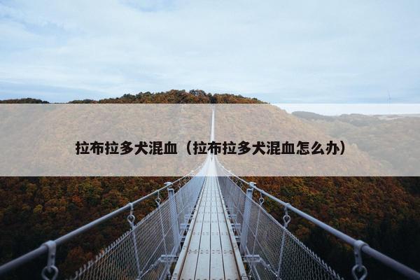 拉布拉多犬混血（拉布拉多犬混血怎么办）