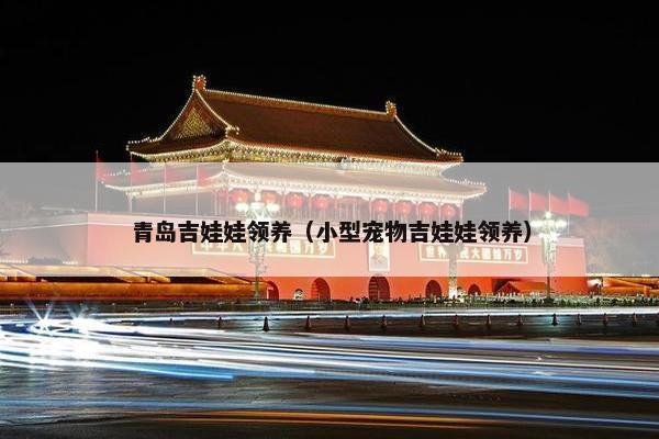 青岛吉娃娃领养（小型宠物吉娃娃领养）