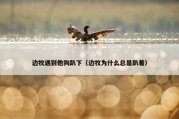 边牧遇到他狗趴下（边牧为什么总是趴着）