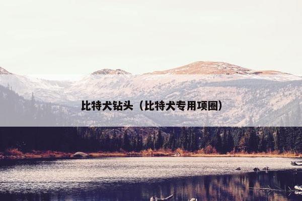 比特犬钻头（比特犬专用项圈）