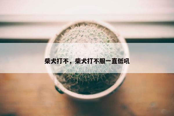 柴犬打不，柴犬打不服一直低吼