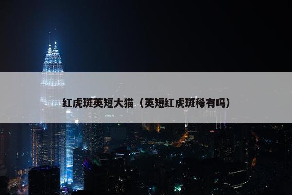 红虎斑英短大猫（英短红虎斑稀有吗）