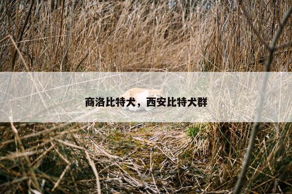 商洛比特犬，西安比特犬群