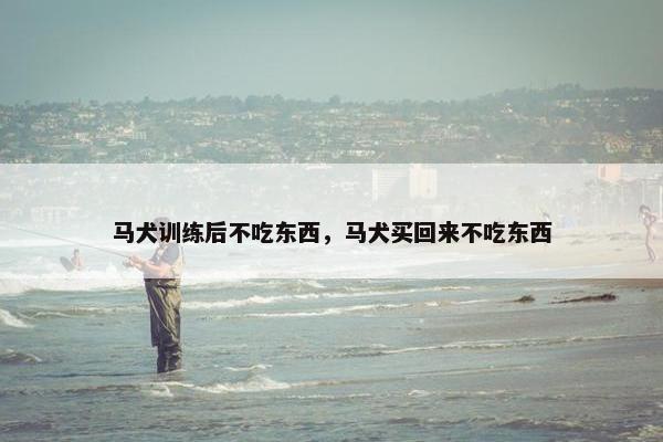 马犬训练后不吃东西，马犬买回来不吃东西