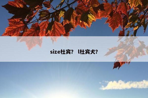 size杜宾？ l杜宾犬？