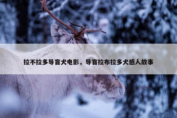 拉不拉多导盲犬电影，导盲拉布拉多犬感人故事