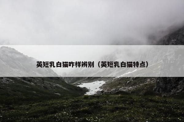 英短乳白猫咋样辨别（英短乳白猫特点）