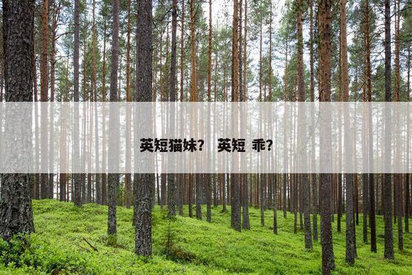 英短猫妹？ 英短 乖？