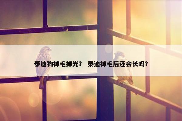 泰迪狗掉毛掉光？ 泰迪掉毛后还会长吗？
