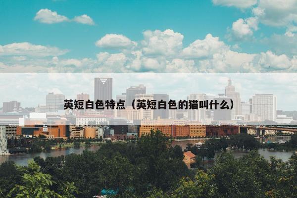 英短白色特点（英短白色的猫叫什么）
