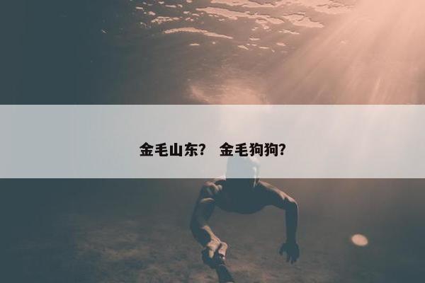 金毛山东？ 金毛狗狗？