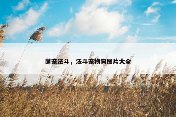 萌宠法斗，法斗宠物狗图片大全