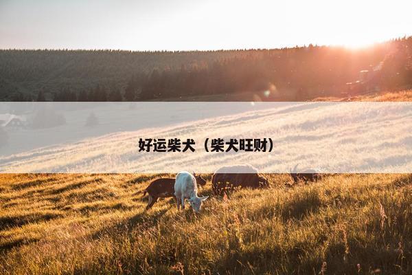 好运柴犬（柴犬旺财）