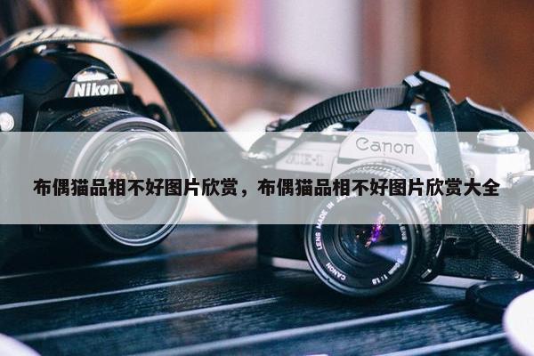布偶猫品相不好图片欣赏，布偶猫品相不好图片欣赏大全