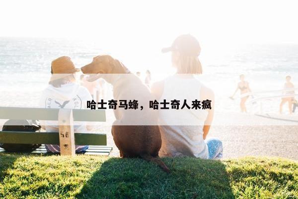 哈士奇马蜂，哈士奇人来疯