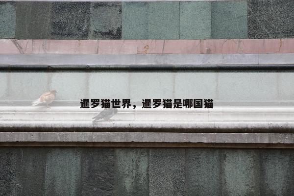 暹罗猫世界，暹罗猫是哪国猫