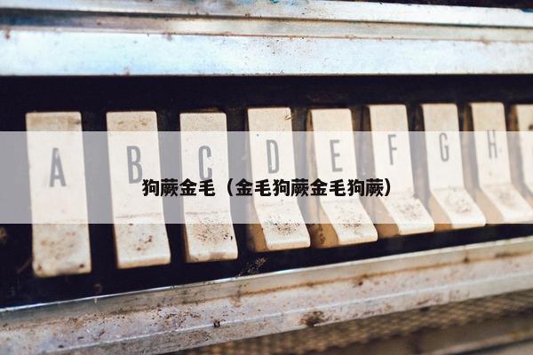 狗蕨金毛（金毛狗蕨金毛狗蕨）