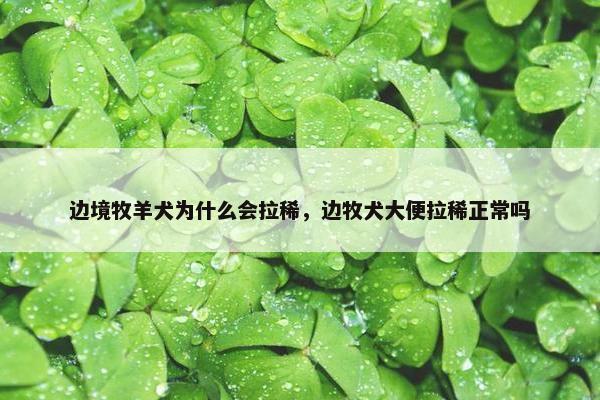 边境牧羊犬为什么会拉稀，边牧犬大便拉稀正常吗