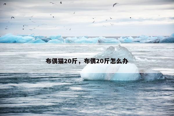 布偶猫20斤，布偶20斤怎么办