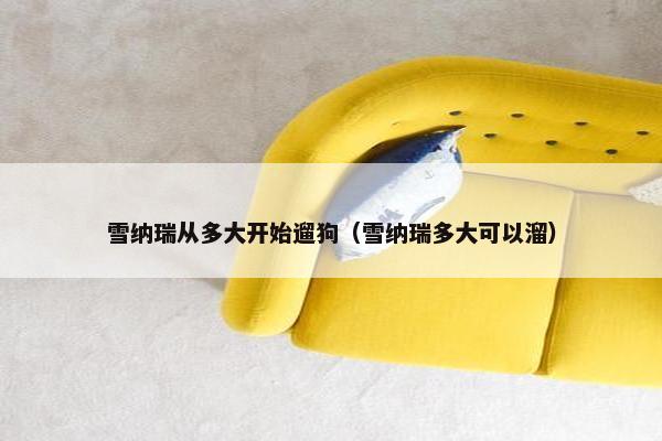 雪纳瑞从多大开始遛狗（雪纳瑞多大可以溜）