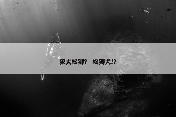 狼犬松狮？ 松狮犬!？