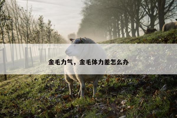 金毛力气，金毛体力差怎么办