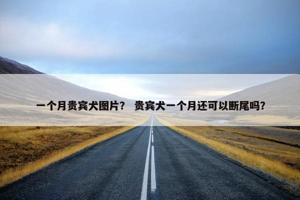 一个月贵宾犬图片？ 贵宾犬一个月还可以断尾吗？