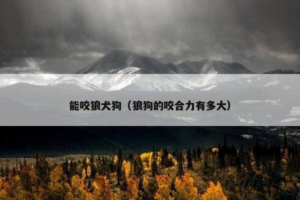 能咬狼犬狗（狼狗的咬合力有多大）
