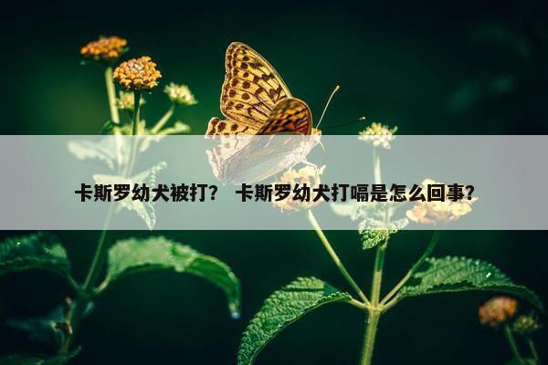 卡斯罗幼犬被打？ 卡斯罗幼犬打嗝是怎么回事？