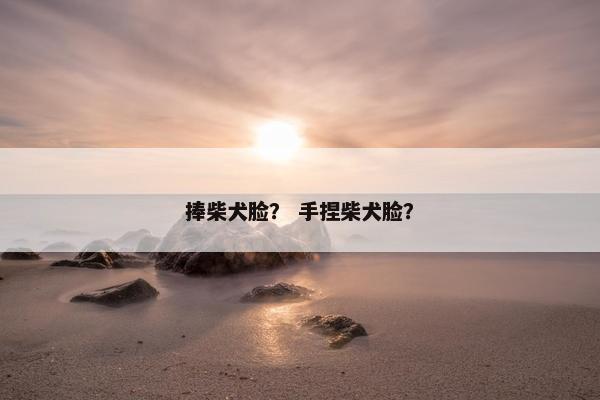 捧柴犬脸？ 手捏柴犬脸？