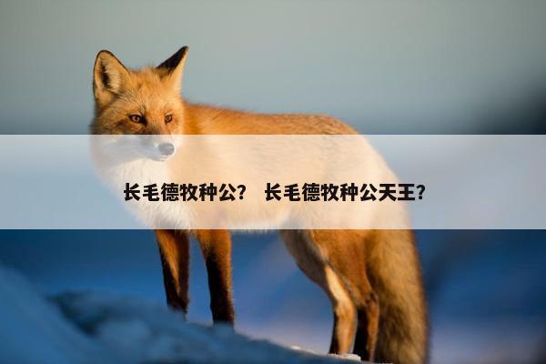 长毛德牧种公？ 长毛德牧种公天王？