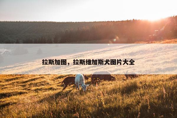 拉斯加图，拉斯维加斯犬图片大全